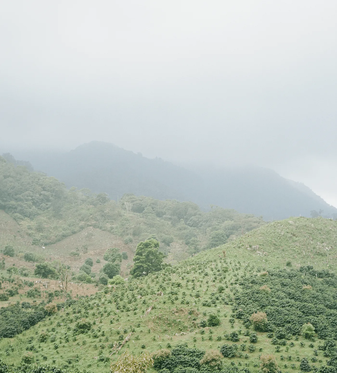 Don Pepe Gesha Honey Farmlevel Reserve